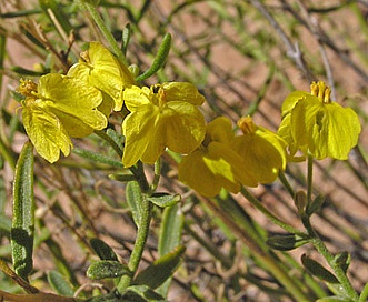 Psilostrophe sparsiflora