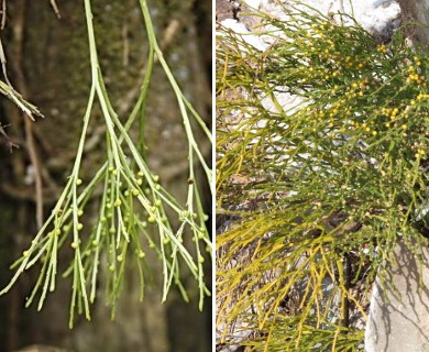 Psilotum nudum