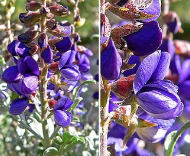 Psorodendron fremontii