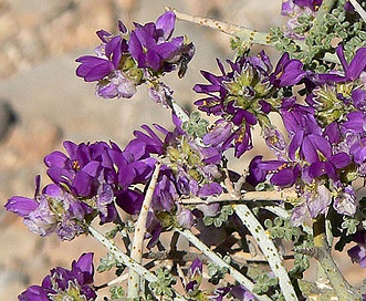 Psorothamnus polydenius