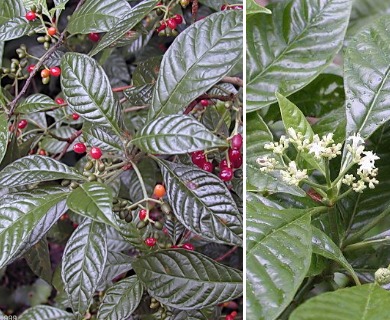 Psychotria nervosa