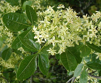 Ptelea crenulata