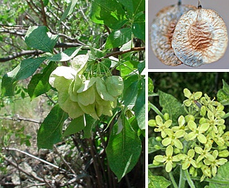 Ptelea trifoliata