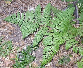 Pteridium aquilinum