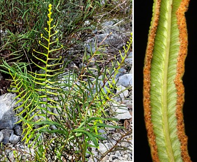 Pteris bahamensis