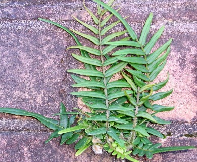 Pteris vittata