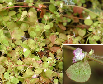 Pterostegia drymarioides