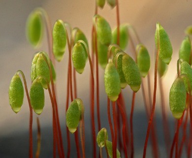 Ptychostomum creberrimum