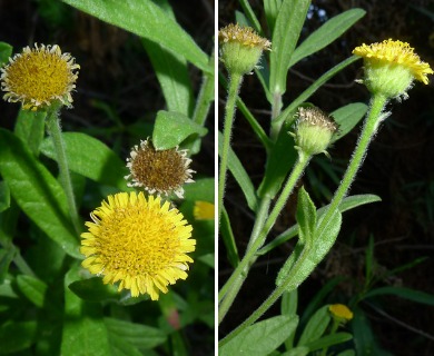 Pulicaria paludosa