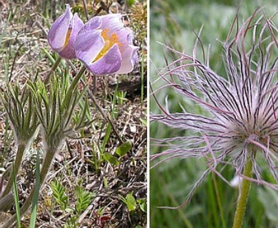 Pulsatilla nuttalliana