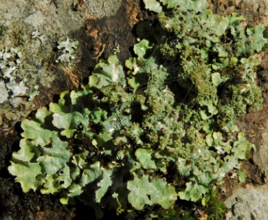 Punctelia appalachensis