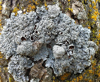 Punctelia bolliana