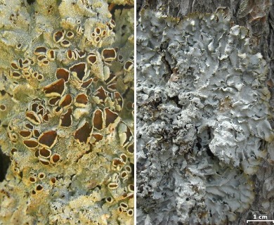 Punctelia hypoleucites