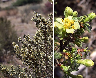 Purshia tridentata