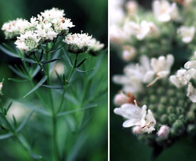 Pycnanthemum flexuosum