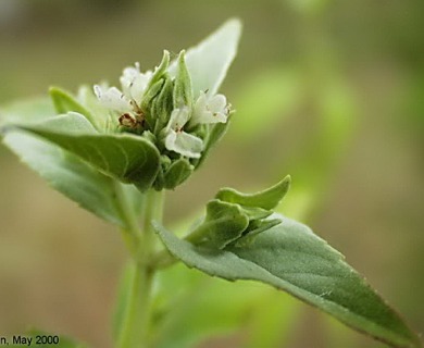 Pycnanthemum floridanum