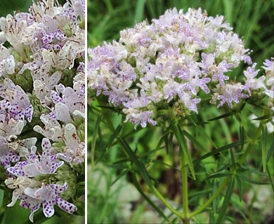 Pycnanthemum tenuifolium