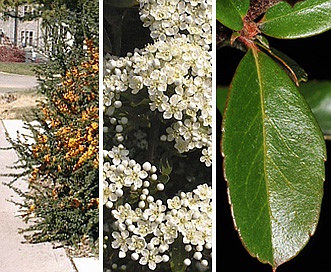 Pyracantha coccinea