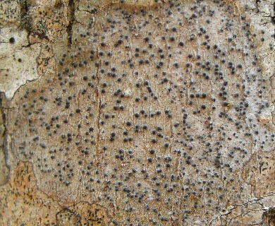 Pyrenula pseudobufonia