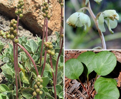 Pyrola chlorantha