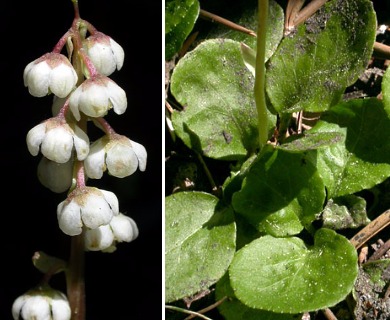 Pyrola minor