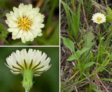 Pyrrhopappus carolinianus