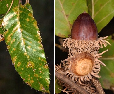 Quercus acutissima