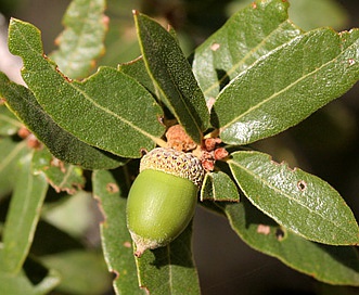 Quercus arizonica