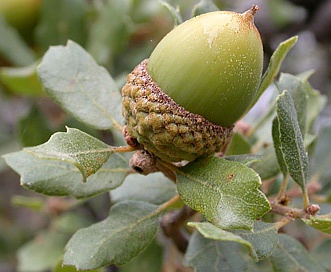 Quercus berberidifolia