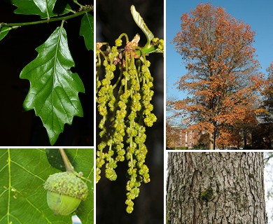 Quercus bicolor