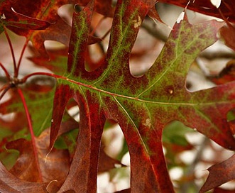 Quercus buckleyi