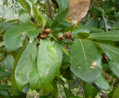 Quercus castanea