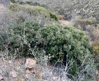 Quercus cedrosensis