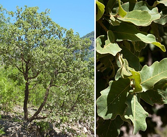 Quercus chihuahuensis