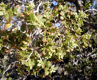 Quercus cornelius-mulleri