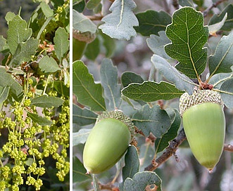 Quercus douglasii