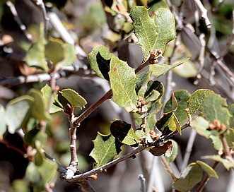 Quercus dumosa