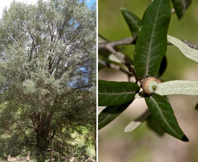 Quercus durifolia