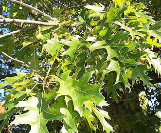 Quercus ellipsoidalis