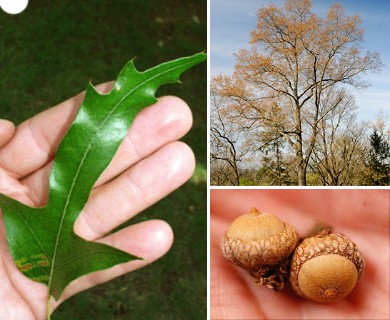 Quercus falcata