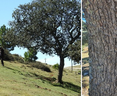 Quercus greggii