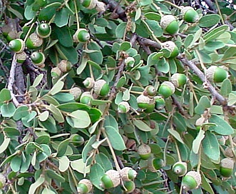 Quercus grisea