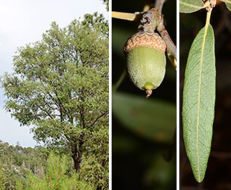 Quercus hypoleucoides