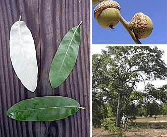 Quercus incana