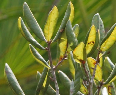 Quercus inopina