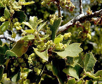 Quercus john-tuckeri