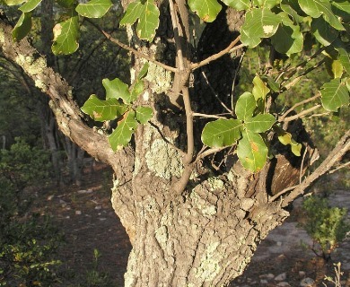 Quercus jonesii