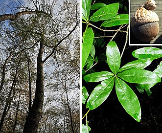 Quercus laurifolia