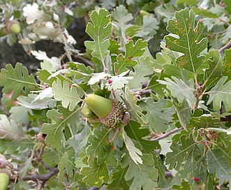 Quercus lobata