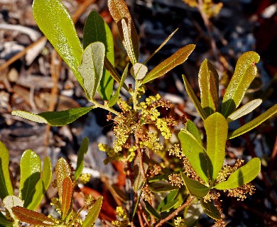 Quercus minima